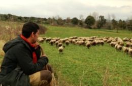 'Caminant entre pastures', Institut Cirviànum de Torelló. Cinema en curs 2024-2025