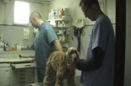 Veterinaris