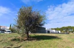 Filmem els arbres, Maria Vargas - Institut La Serra