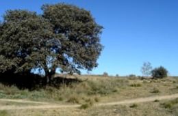 Filmem els arbres, Ainhoa, Aimat, Ezequiel, Lia, Institut Escola El Martinet (Ripollet)