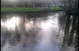 Patos, de Jamal y Othman