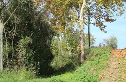 bosc_diaris_despais