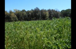 la_primavera