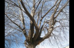 el_curs_dels_arbres_escola_rafael_alberti_badalona