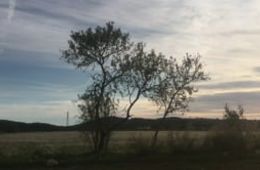 Filmem els arbres inspirats per Chantal Akerman