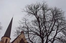 Bäume_Groß Köris_1912122 Baum da Mario