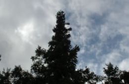 Árbore