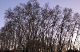 Filmar els arbres. Vespres Godrey, David, Hanna.mp4