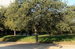 arbres1