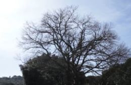 Cartes del roure i l'alzina