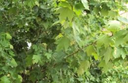 Adéu a l'arbre: capçada de primavera, Escola La Immaculada, Petit Cinema en curs 2012-2013