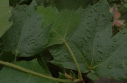 Adéu a l'arbre: fulles, Escola La Immaculada, Petit Cinema en curs 2012-2013