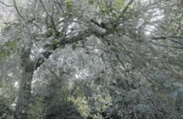 El bosc es desperta- Escola Els Xiprers